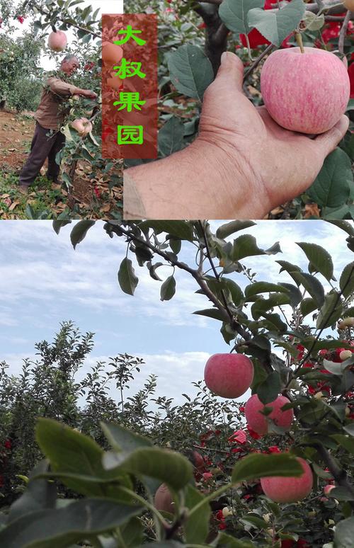 山东烟台红富士 新鲜脆甜 有机栖霞苹果 初级农产品特产 5斤包邮